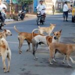 Punjab में Street dog का आतंक: हर घंटे में औसतन 23 लोग हो रहे शिकार